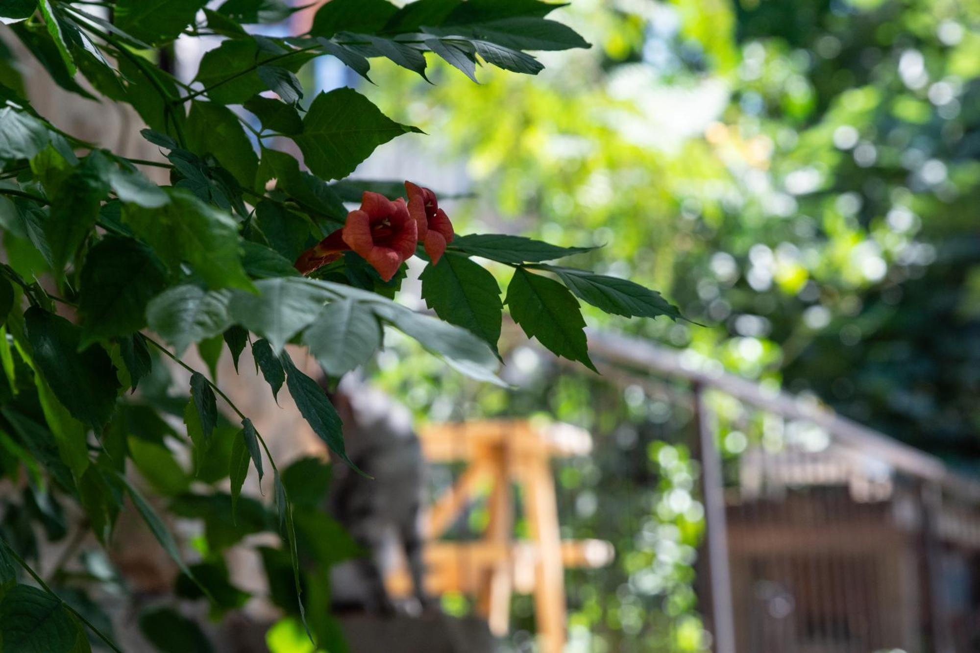 Harmony Inn Safed Dış mekan fotoğraf
